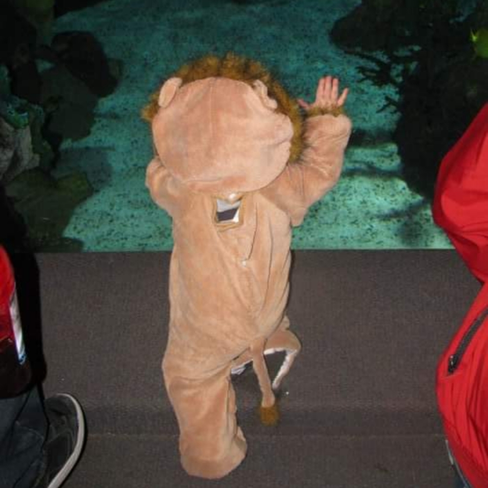 Toddler lion costume